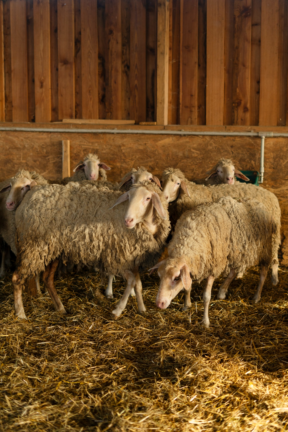 Goats in farm